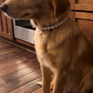Designer Dog Necklace {PEARL} - New Puppy, Elastic Stretch Jewelry, Metallic Shimmer Silicone Beads, Doggy Collar, Accessory Gift, Birthday