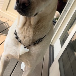 Dog Necklace {SHARKTOOTHDOG} - Silicone Bead Collar, Breakaway Clasp, Boy Dog, Beach Bum, Beachcomber, SharkTooth, Accessory, Gift