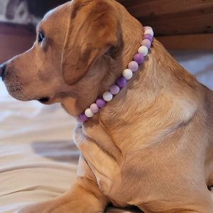 Designer Dog Necklace {LAVENDER} - Stretch Dainty Silicone Beads, Teacup Pup, New PUPPY Jewels, Pearls, Doggy Collar Accessory, Gift