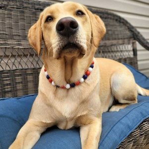 Designer Dog Necklace - Patriotic Pup, Red White Blue, Washable Silicone Beads, Elastic Stretch Cord, Americana, Unique Pet Gift, Photo Prop