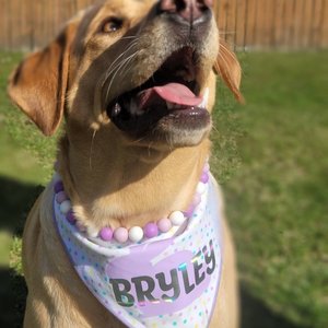 Designer Dog Necklace {LAVENDER} - Stretch Dainty Silicone Beads, Teacup Pup, New PUPPY Jewels, Pearls, Doggy Collar Accessory, Gift