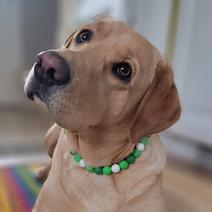 Designer Dog Necklace {LUCKYDOG} - Stretch Collar Accessory, Silicone Beads, PUPPY Jewels, Green Doggy,Pup Party, St.Patty's Day Pet Jewelry