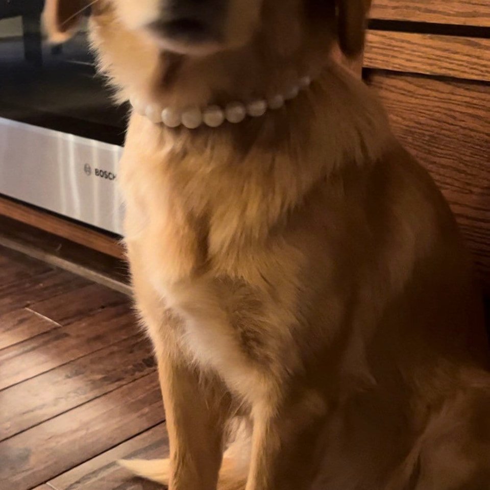 Designer Dog Necklace {PEARL} - New Puppy, Elastic Stretch Jewelry, Metallic Shimmer Silicone Beads, Doggy Collar, Accessory Gift, Birthday