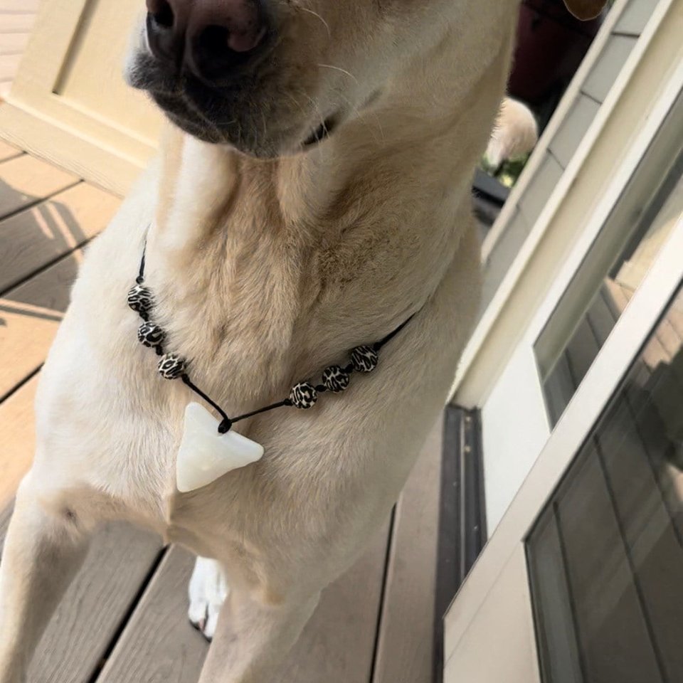 Dog Necklace {SHARKTOOTHDOG} - Silicone Bead Collar, Breakaway Clasp, Boy Dog, Beach Bum, Beachcomber, SharkTooth, Accessory, Gift