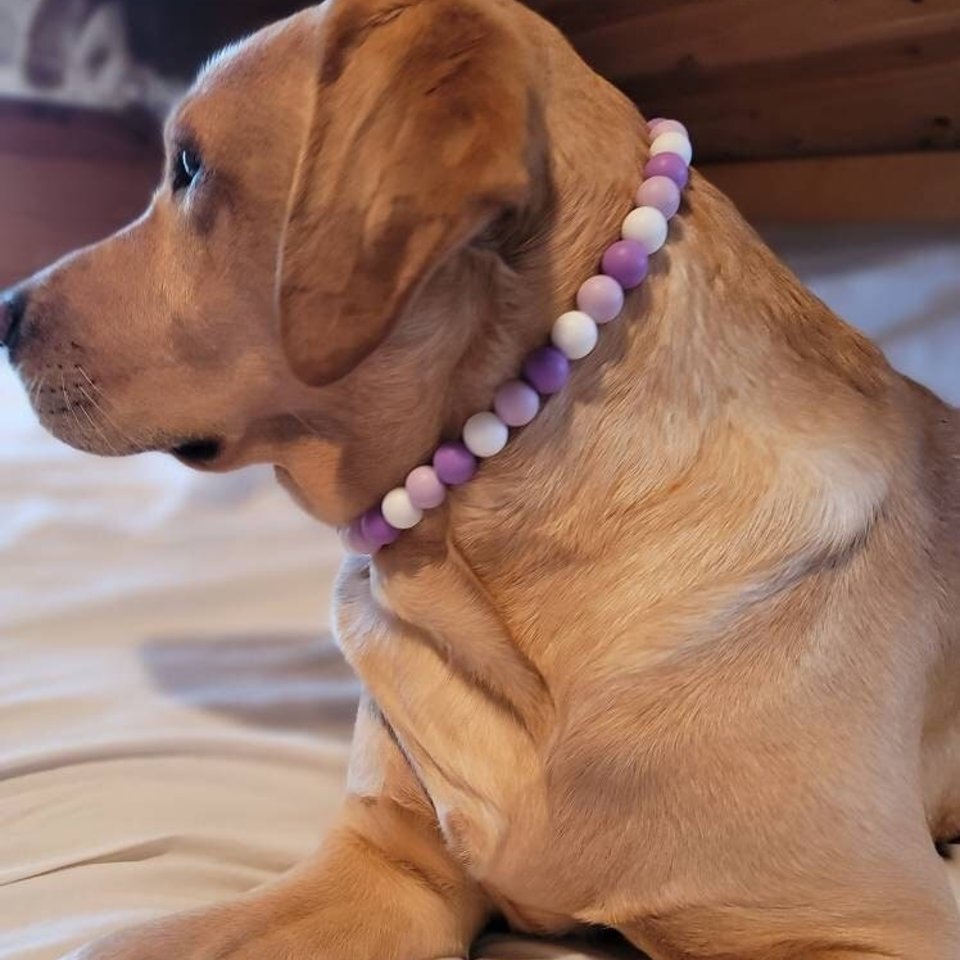 Designer Dog Necklace {LAVENDER} - Stretch Dainty Silicone Beads, Teacup Pup, New PUPPY Jewels, Pearls, Doggy Collar Accessory, Gift