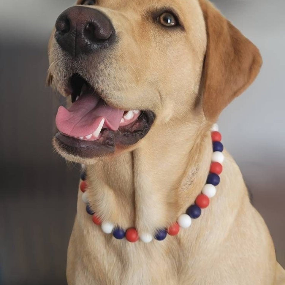 Designer Dog Necklace - Patriotic Pup, Red White Blue, Washable Silicone Beads, Elastic Stretch Cord, Americana, Unique Pet Gift, Photo Prop