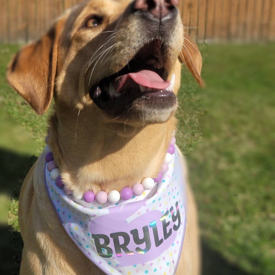 Designer Dog Necklace {LAVENDER} - Stretch Dainty Silicone Beads, Teacup Pup, New PUPPY Jewels, Pearls, Doggy Collar Accessory, Gift