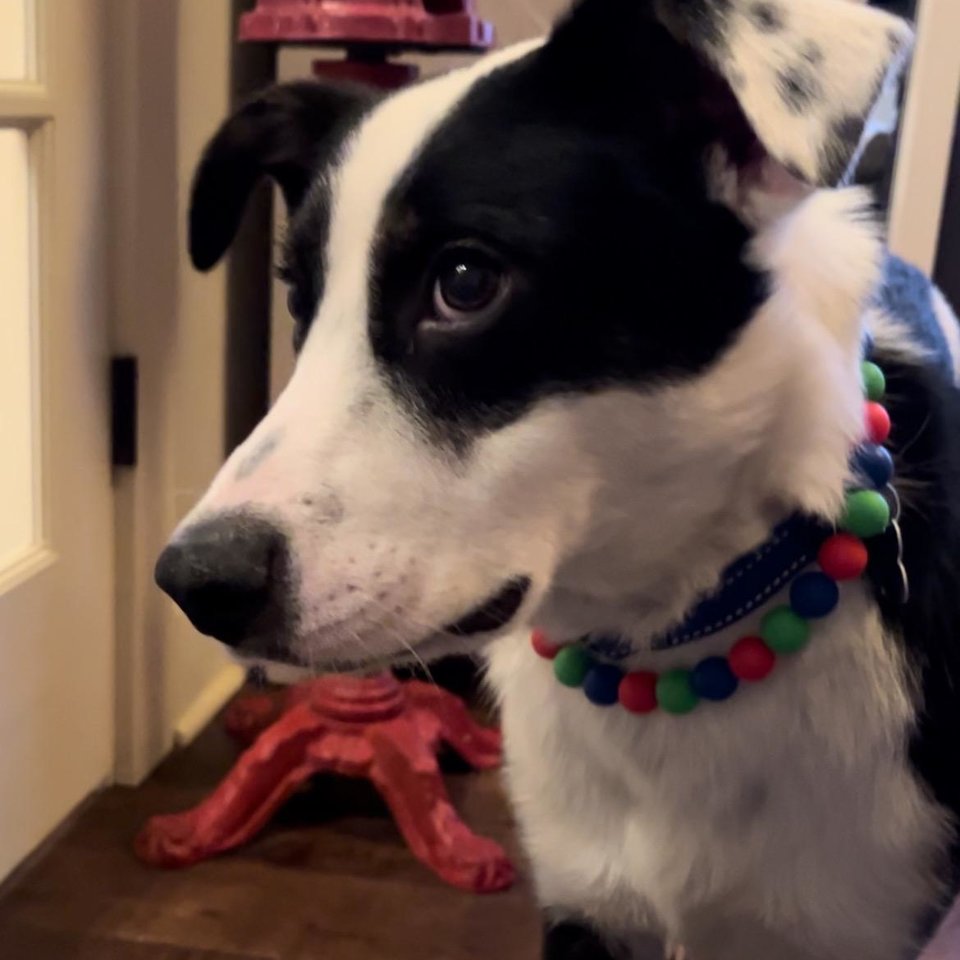Designer Dog Necklace {DUDE DOG} - Elastic Stretch Jewelry, Silicone Beads, Doggy Collar, New Puppy, Photo Prop, Accessory, Pet Present