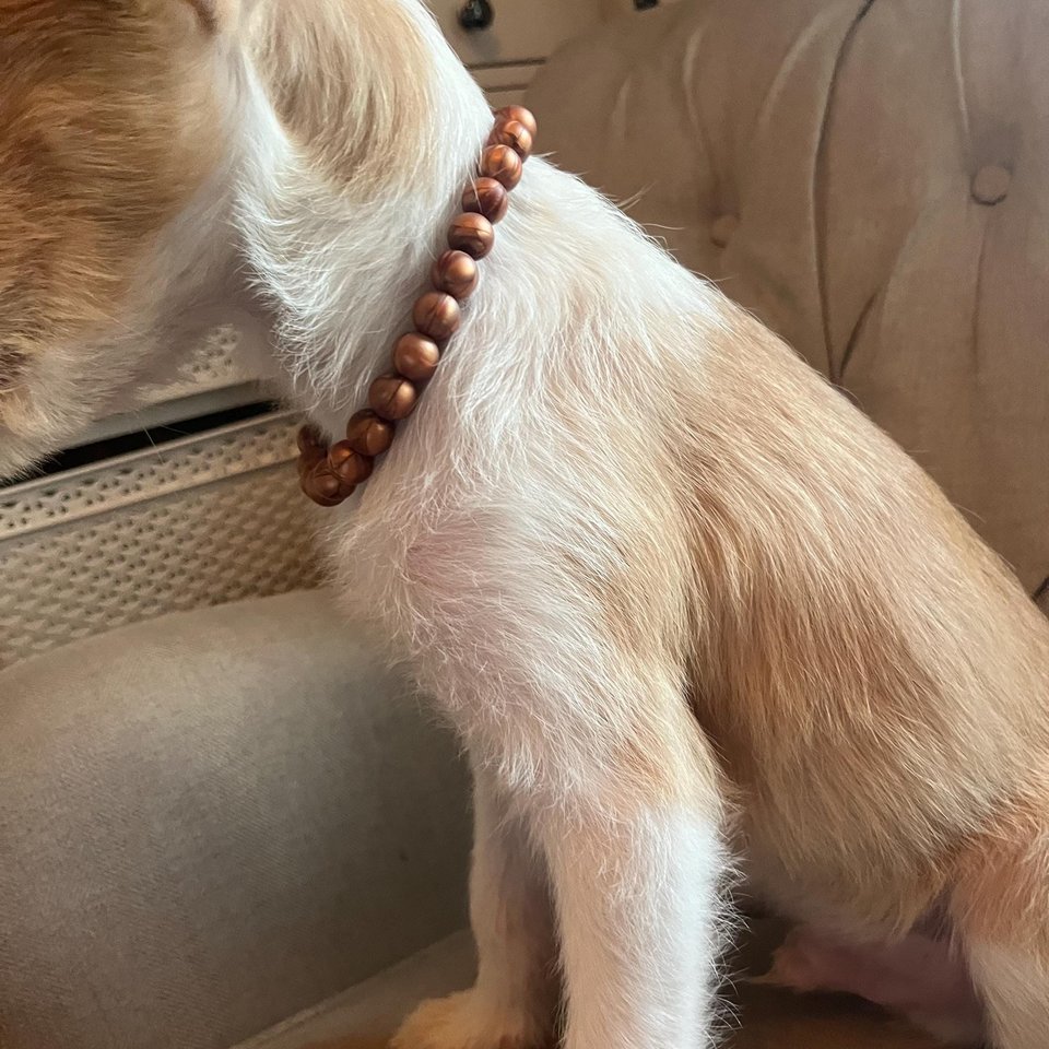 Bronze & Copper Silicone Dog Necklace: Elastic Stretch Puppy Collar